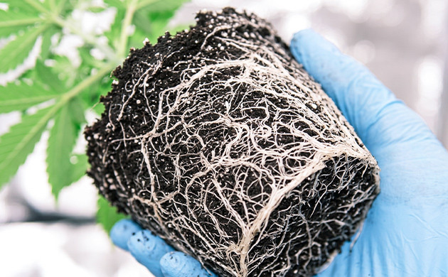 transplanting marijuana plants outdoors