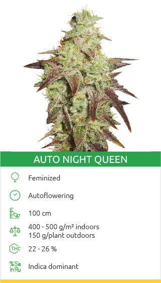 buy the best marijuana seeds