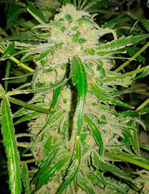 Gorilla Zkittlez late flowering