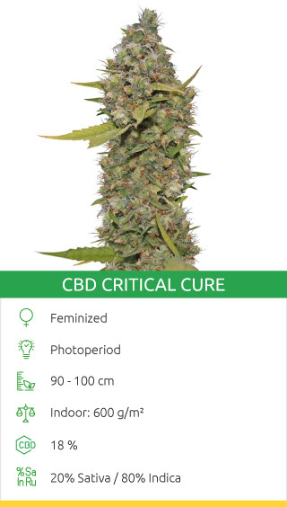 cbd weed strains
