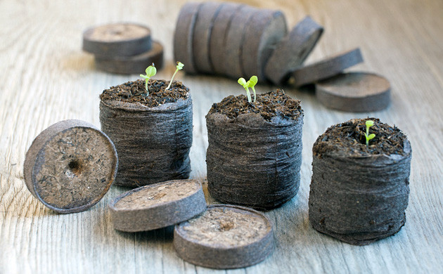 germinacao de sementes de cannabis em celulas jiffy ou starter cubes