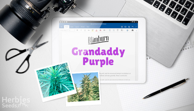 Granddaddy Purple grow journal