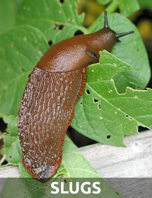 Slugs on Cannabis