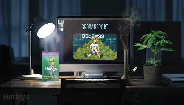 ddos 33 cannabis seeds 