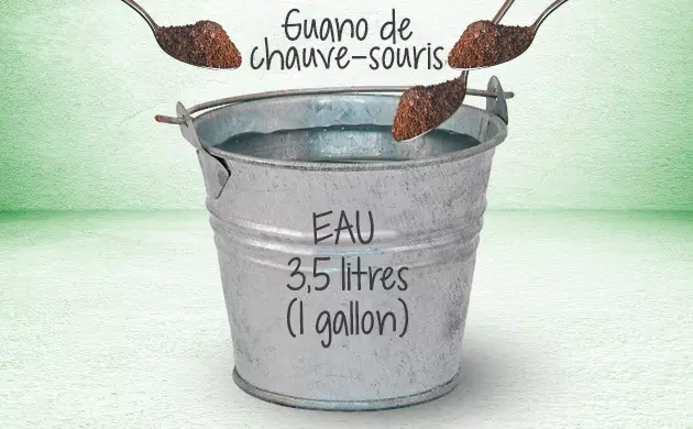 guano de chauve-souris pour l'herbe