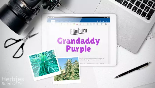 Granddaddy Purple grow journal