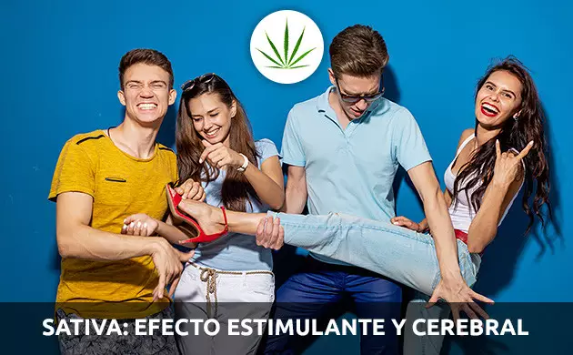 Sativas: marihuanas que te hacen reír