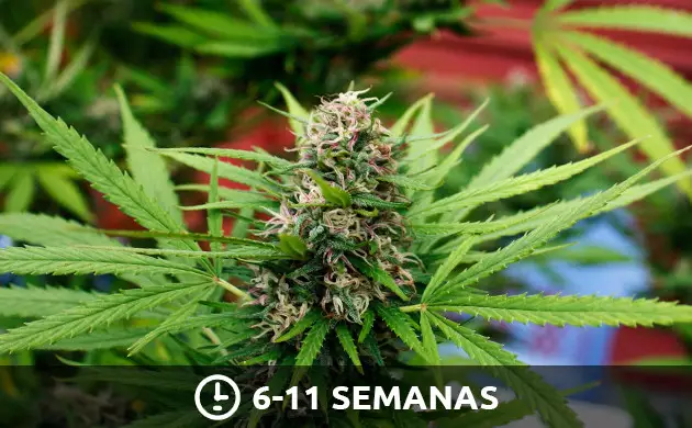 cultivo de marihuana paso a paso