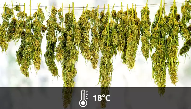a que temperatura se seca la marihuana