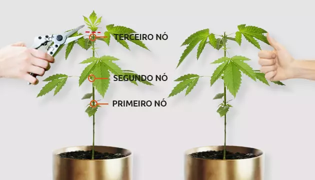 uma poda apical na cannabis