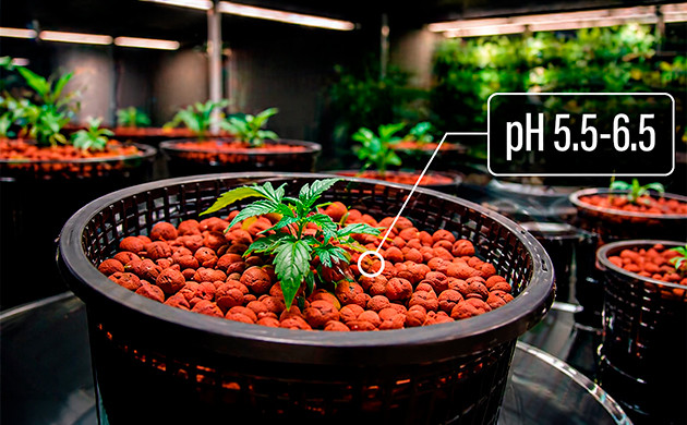 Idealer pH-Wert für Cannabis in der Hydrokultur how to lower ph in water for cannabis