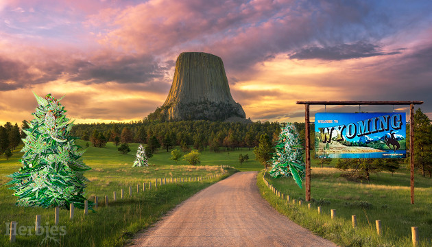 marijuana seeds in Wyoming