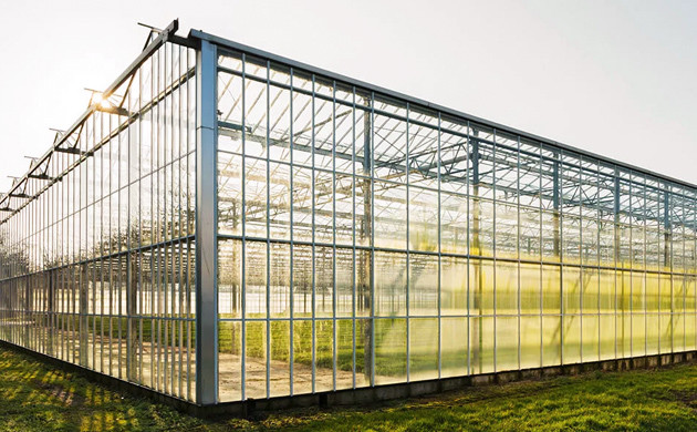 marijuana greenhouse