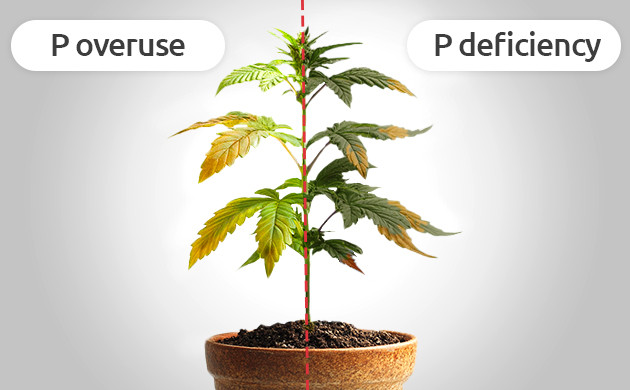 deficient vs excess phosphorus