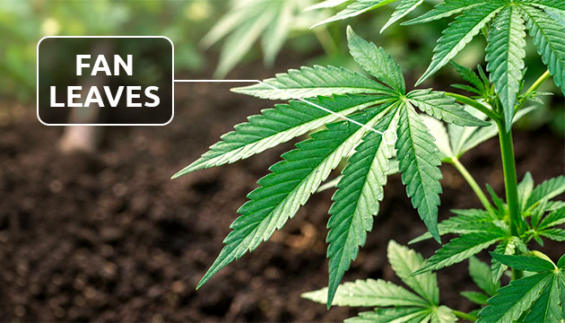 parts of the marijuana plant