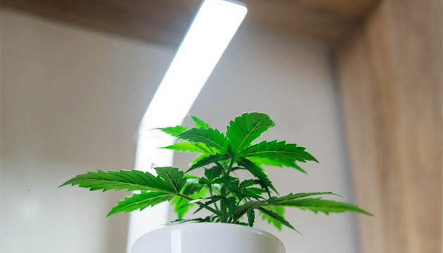 cuanta luz cannabis autofloreciente