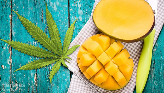 eat mangoes for a better high