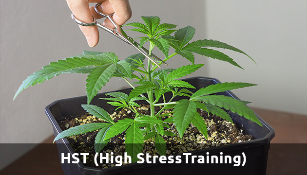 Autoflower für Training mit geringem Stress