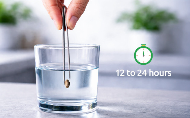 soaking seeds before hydrogen peroxide germinating seeds