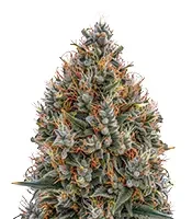Big Bang Auto (Green House Seeds)
