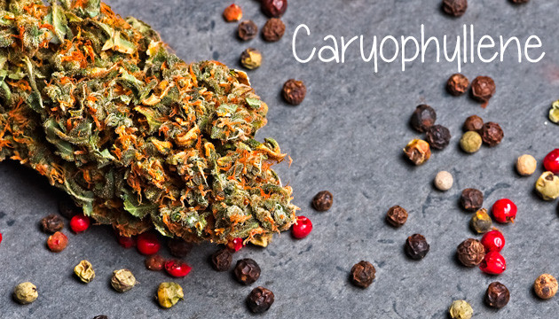 well-known terpenes