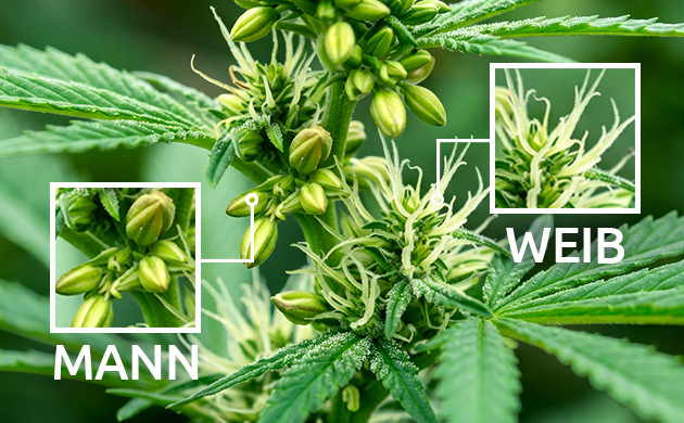 Was ist ein zwittriges Cannabis? frühe Anzeichen einer Hermie-Pflanze
