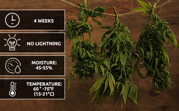 how to grow a weed plant in my room