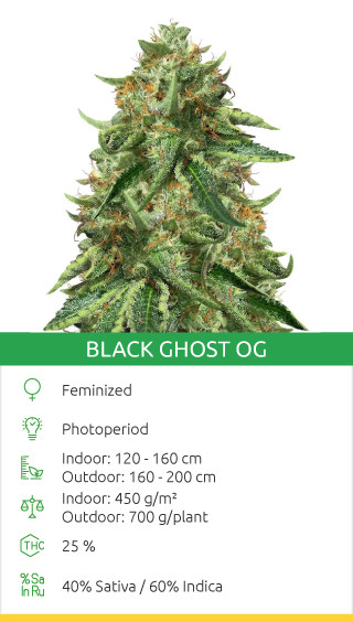 black ghost og