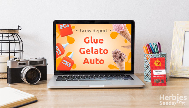 Glue Gelato Auto Grow Report