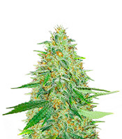 Afghan Kush (Herbies Seeds)