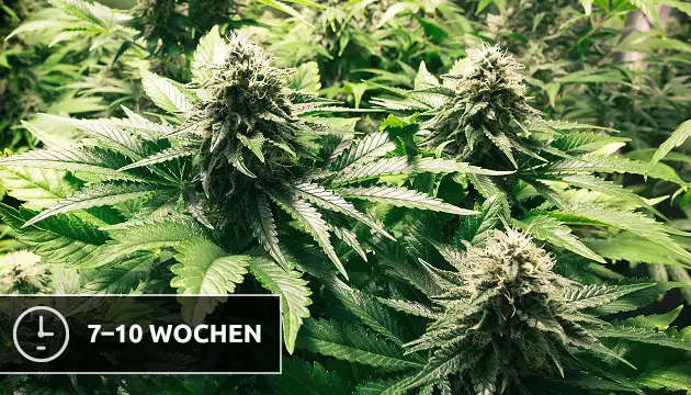 Autoflowering Unkraut