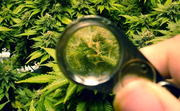 loupe trichomes