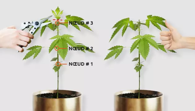 comment recouvrir une plante de marijuana