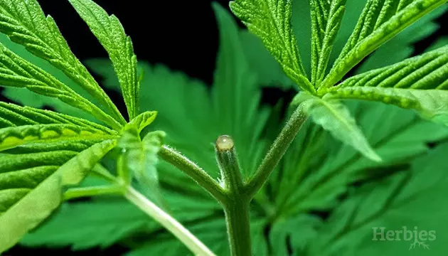 topping cannabis plants