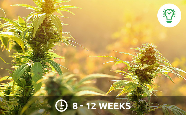 Cannabis Light Schedule - Herbies Seeds