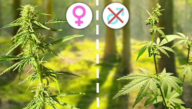 Escoge semillas feminizadas para tu cultivo de guerrilla