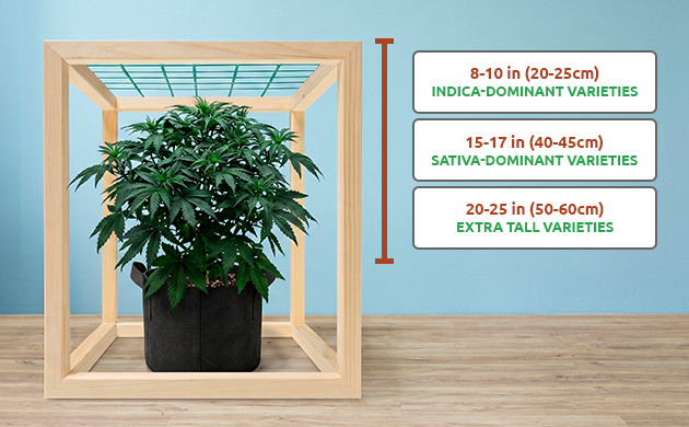 setting up your scrog