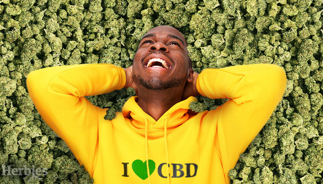 the cbd strains the highest-yielding