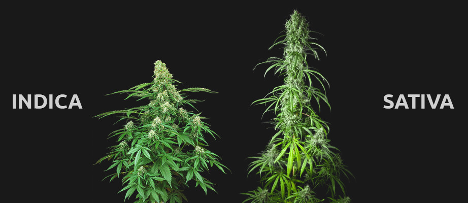 sativa and indica visual difference