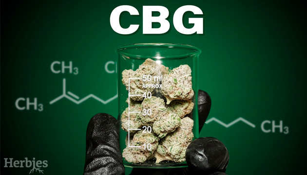 Everything We Know About Canabigerol + CBG Strains That You Can Already Try Today what is cbg