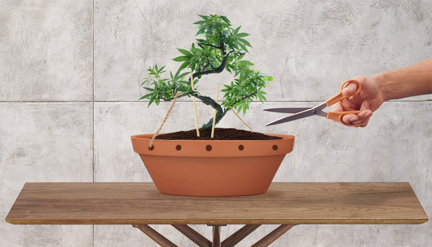 cómo cultivar marihuana en interiores
