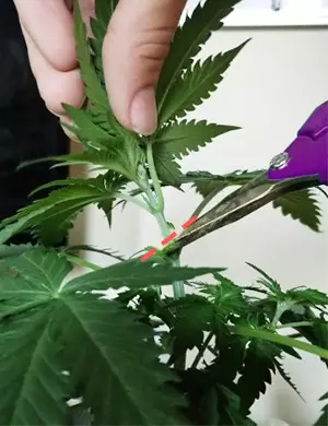 poda apical marihuana