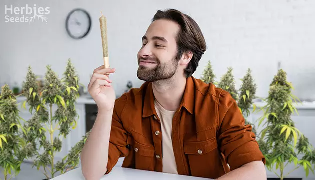 best strains for high tolerance