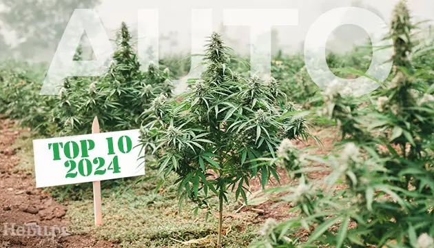 top 10 des meilleures varietes a autofloraison pour la culture en extérieur