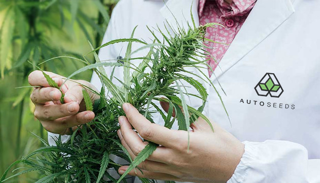auto seeds cannabis breeder