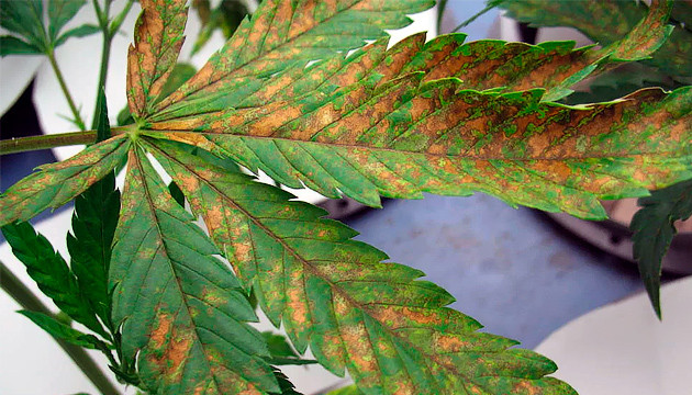 light bleached buds