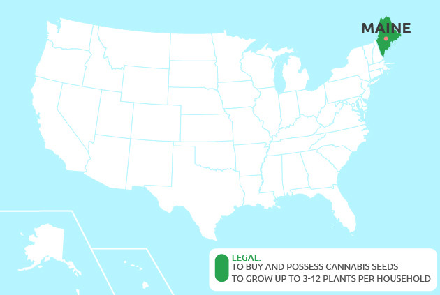 marijuana seeds in Maine