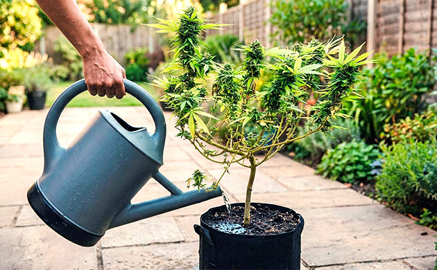 under watering cannabis