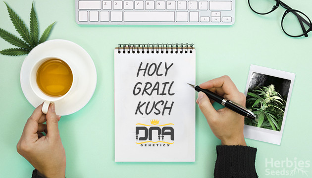 Compra Holy Grail Kush de DNA Genetics