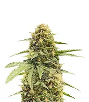 Haze Berry (RQS) Cannabis-Samen zu verkaufen Haze Berry (RQS)
